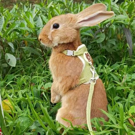 bunny harness|cute rabbit harness.